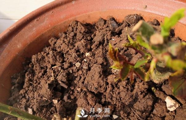 春天是個(gè)讓人欣喜的季節，一定要養月季花(圖2)