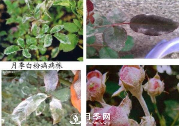 立秋己過(guò) 養護月季呢？看過(guò)來(lái)了(圖1)
