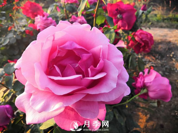 月季花葉黃怎么辦？有什么解決辦法(圖1)