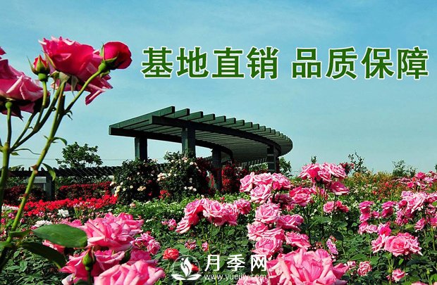 會(huì )養護，為什么說(shuō)七月的月季不宜重剪？(圖3)