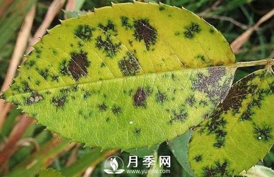 夏天月季出現黃葉的幾個(gè)主要原因分析(圖1)