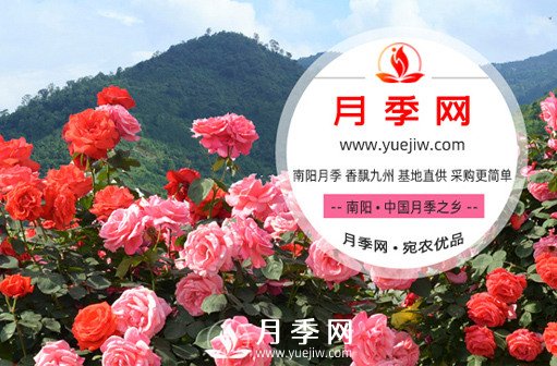 月季網(wǎng)是位于南陽(yáng)的月季批發(fā)交易專(zhuān)題網(wǎng)(圖1)