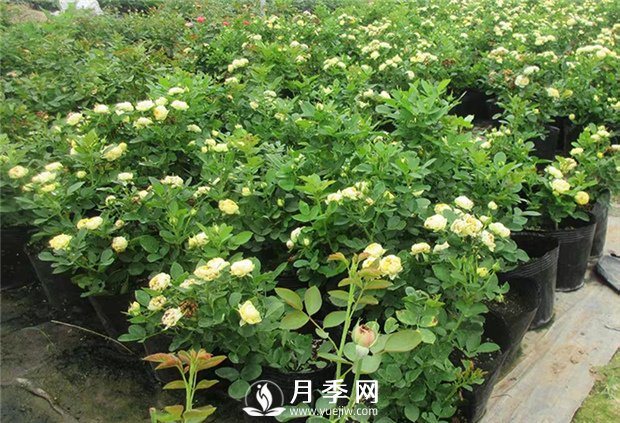 盆栽月季澆水是個(gè)學(xué)問(wèn)，你不來(lái)學(xué)學(xué)(圖1)