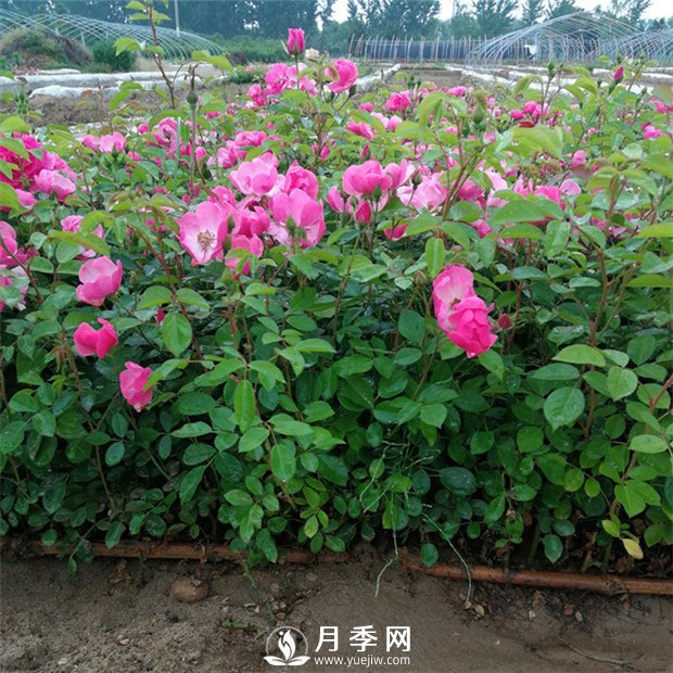 你家月季花要這樣養 一年365天 花開(kāi)不敗(圖1)