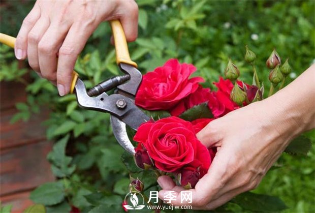月季花的具體修剪時(shí)間？(圖1)