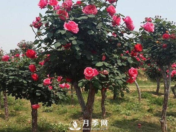被凍傷的月季葉子要擼光嗎？(圖1)