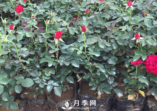 月季養護的水肥管理(圖1)