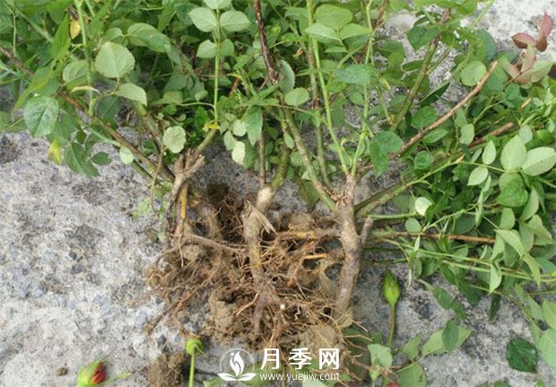 月季花不生根，或者生根比較弱(圖1)