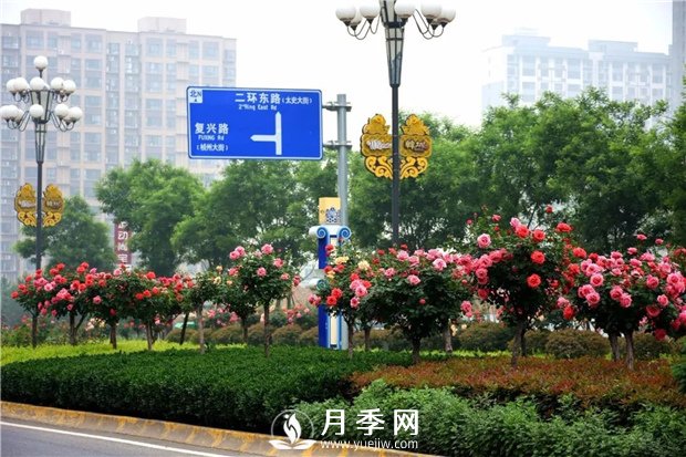 沒(méi)有了月季花，再怎么美麗的城市，都只是一座空城(圖2)