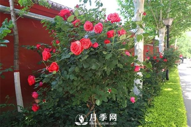 藤本月季長(cháng)得越大開(kāi)花越多嗎？(圖1)