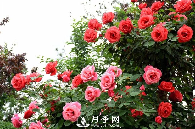 花卉的品種不同，對肥料的要求也不同(圖1)