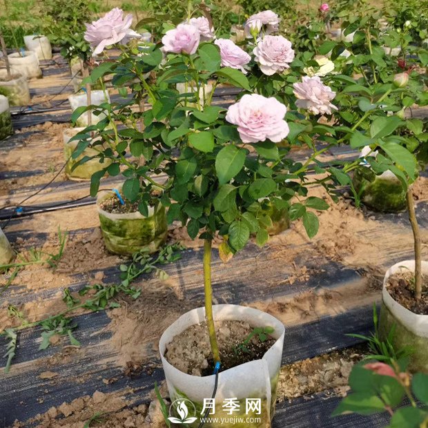 如何種植月季花苗的方法，有需要的朋友千萬(wàn)不可錯過(guò)哦(圖1)