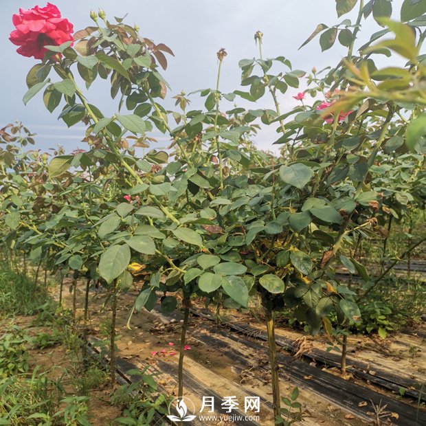 遇到月季盲芽 你咋處理？(圖1)