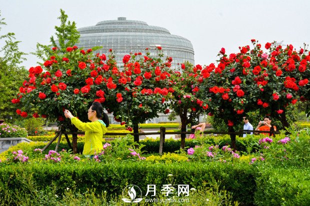 月季花苞到開(kāi)花要多久？你知道什么因素決定的嗎(圖1)