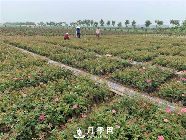 月季盆土可頻繁換？(圖1)