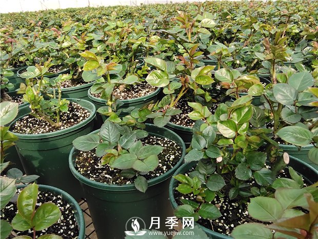 入冬買(mǎi)月季苗，3個(gè)要點(diǎn)要注意(圖1)