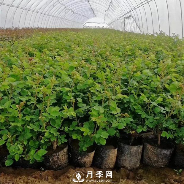 為什么說(shuō)讓月季小苗開(kāi)花不好？(圖1)