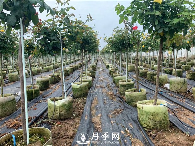如何換盆？具體什么時(shí)候換盆？(圖1)