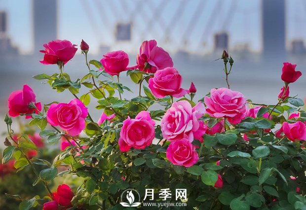 月季，竟有這般豐富的綠化應用造景(圖1)
