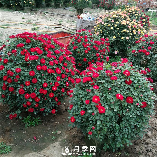 月季，竟有這般豐富的綠化應用造景(圖4)