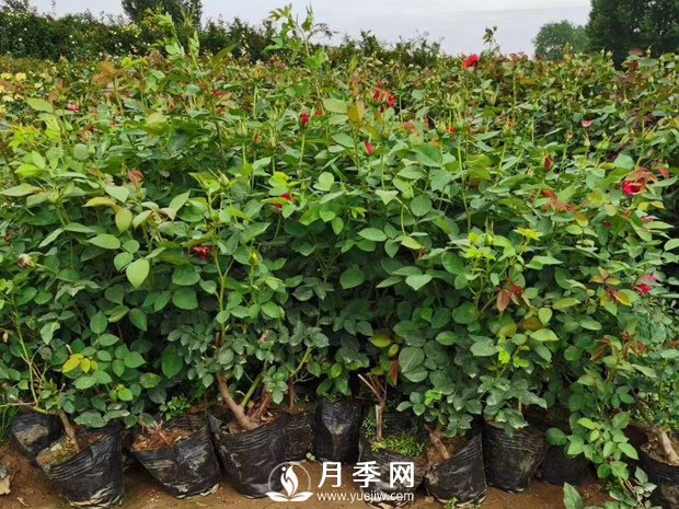 秋季播種花卉，學(xué)會(huì )這個(gè)小技巧盆盆開(kāi)爆(圖1)