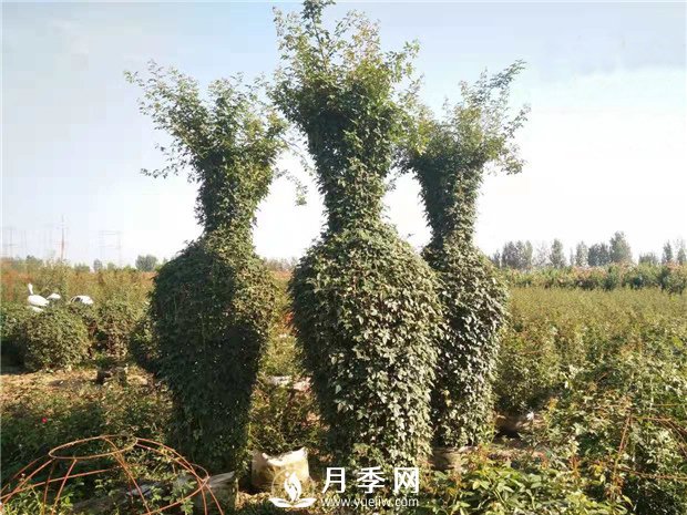 春天來(lái)了，采購造型月季花球的好時(shí)機(圖2)