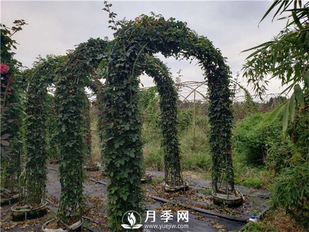 陽(yáng)臺可以養爬藤月季么？有哪些品種推薦？(圖1)