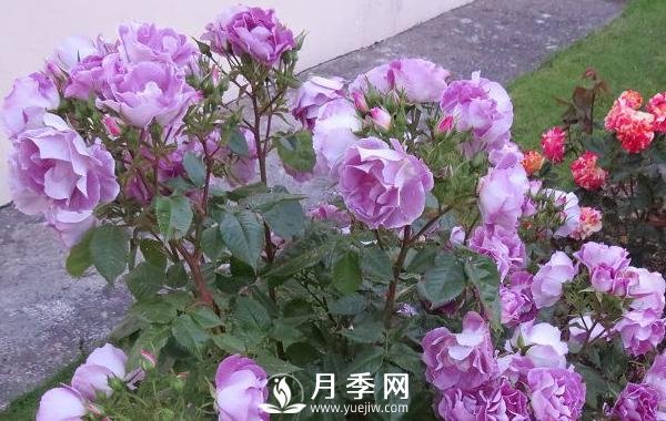 網(wǎng)紅花藍色妖姬和藍玫瑰一樣嗎？ 你更喜歡哪一個(gè)呢？(圖1)