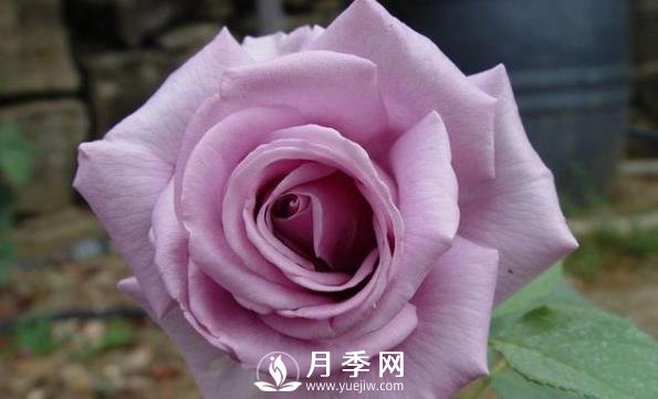 網(wǎng)紅花藍色妖姬和藍玫瑰一樣嗎？ 你更喜歡哪一個(gè)呢？(圖2)