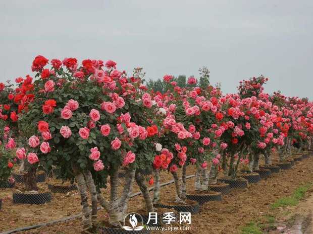 一般月季是在幾月開(kāi)花？月月紅咋來(lái)的？(圖1)