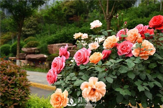 月季花怎么栽培和養護？全面的養殖方法交給你(圖2)