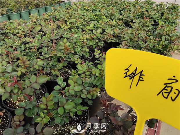 月季花怎么栽培和養護？全面的養殖方法交給你(圖3)