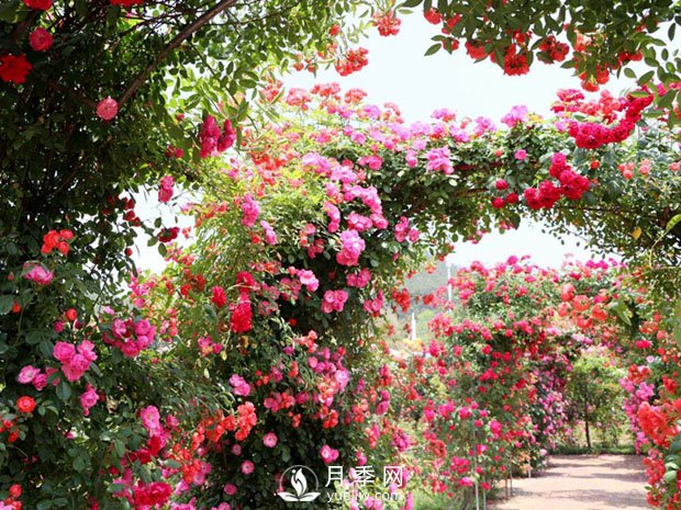 藤本月季為什么不開(kāi)花 這個(gè)知識你知道嗎(圖1)
