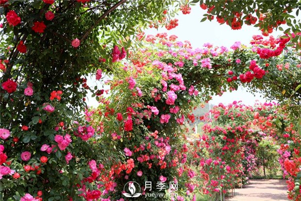  月季遭雨水有蟲(chóng)害？這樣預防，就沒(méi)問(wèn)題！(圖1)