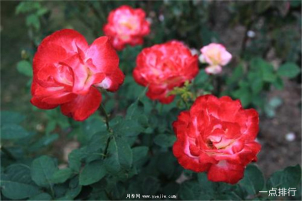 據說(shuō)這是世界十大***美月季品種，你喜歡哪種？(圖1)