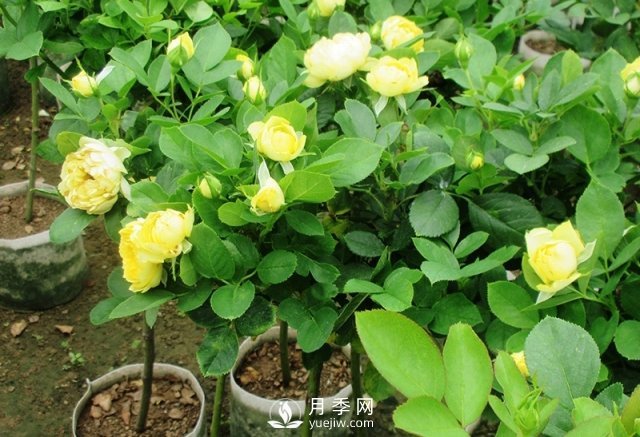 棒棒糖月季月季樹(shù)，為什么每一兩年要翻盆換土？(圖1)