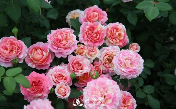 月季的衍生技能是怎樣的，一起跟著(zhù)南陽(yáng)月季種植基地來(lái)看看吧(圖1)