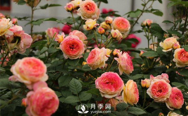 為什么很多樹(shù)狀月季更建議地栽？(圖1)