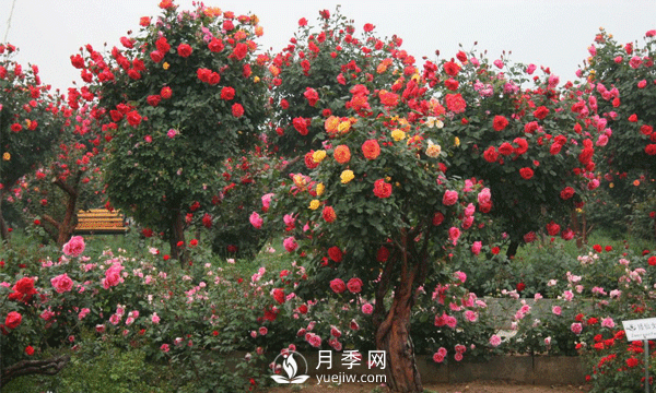 新型月季花，要遵循什么方法，才栽培出來(lái)？(圖1)