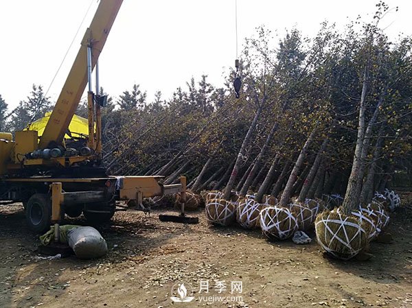 大規格苗木裝運技巧，移植技術(shù)有哪些技巧？(圖1)