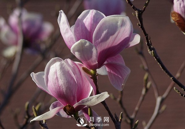 紫玉蘭種植休眠時(shí)要留意什么？(圖1)