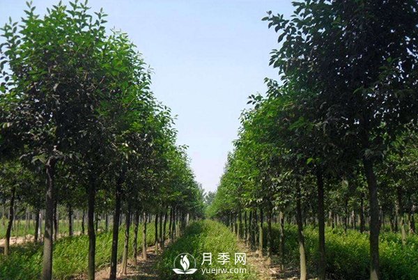 大葉女貞常見(jiàn)蟲(chóng)害及防治方法介紹(圖1)