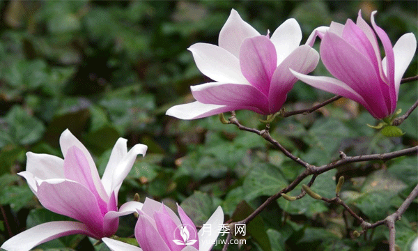 紅玉蘭的樹(shù)種植養護方法是什么呢？(圖1)