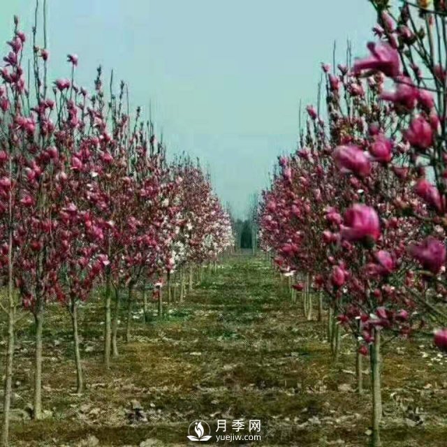 紅玉蘭樹(shù)的經(jīng)濟價(jià)值表現在哪些地方，你了解過(guò)嗎？(圖1)