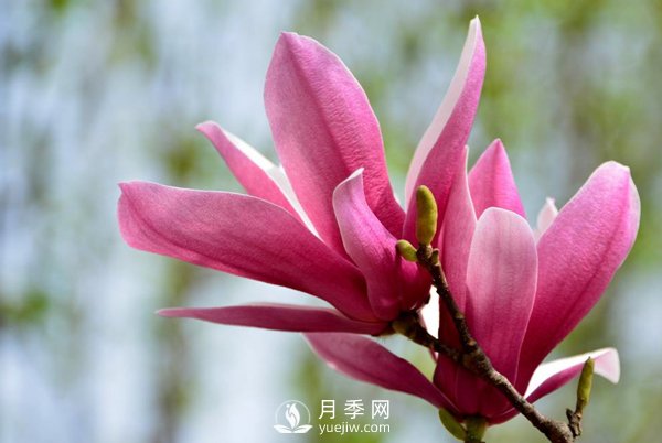 紅玉蘭是一種怎樣的花卉植物？(圖1)