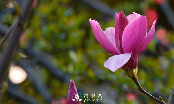 花卉小知識——紅玉蘭的花語(yǔ)和象征意義(圖1)