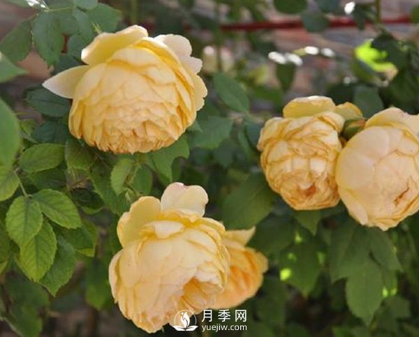 月季新葉卷曲枯萎？南陽(yáng)月季公司告訴你原因(圖1)