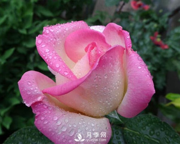 月季的物種歷史是怎樣的？(圖1)