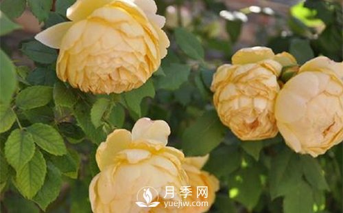發(fā)酵農家肥不徹底對南陽(yáng)月季花有什么影響？(圖1)