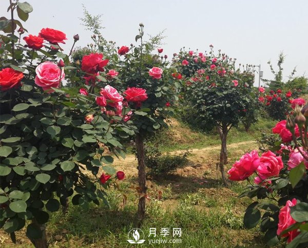 月季樹(shù)長(cháng)得好好的為什么要嫁接呢？(圖1)